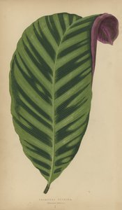 Calathea Zebrina, Maranta zebrina - English School